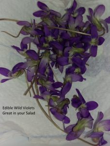 Edible Wild Violets